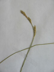 Carex bromoides bromoides