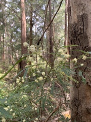 Acacia pentadenia