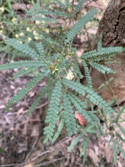 Acacia pentadenia