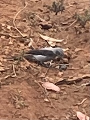 Muscipipra vetula