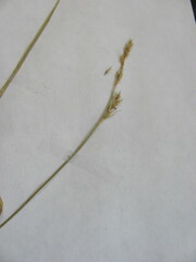 Carex bromoides bromoides