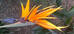 Strelitzia reginae