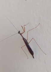 Bistanta mexicana