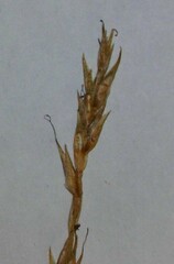 Carex bromoides bromoides