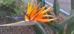 Strelitzia reginae