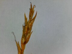 Carex bromoides bromoides