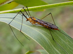 Nephrotoma australasiae