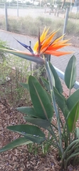 Strelitzia reginae