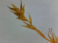 Carex bromoides bromoides