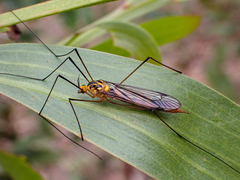 Nephrotoma australasiae