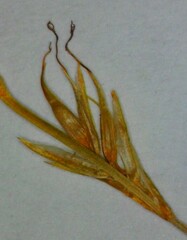 Carex bromoides bromoides