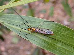 Nephrotoma australasiae