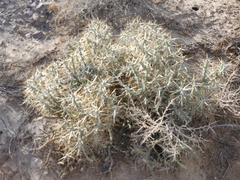 Cylindropuntia ramosissima