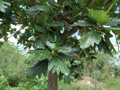 Artocarpus treculianus