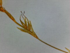 Carex bromoides bromoides