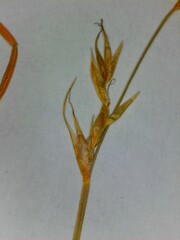 Carex bromoides bromoides