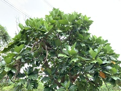 Artocarpus treculianus