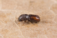 Pityogenes chalcographus