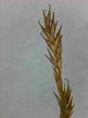 Carex bromoides bromoides