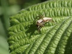 Oxyopes gracilipes