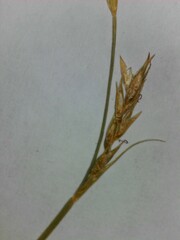 Carex bromoides bromoides