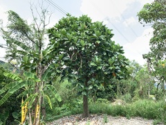 Artocarpus treculianus