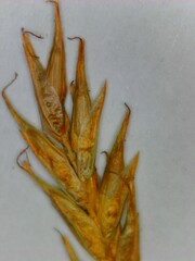 Carex bromoides bromoides