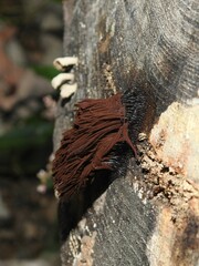 Stemonitis axifera