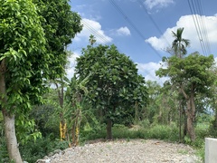Artocarpus treculianus