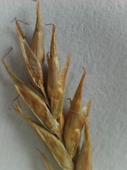 Carex bromoides bromoides