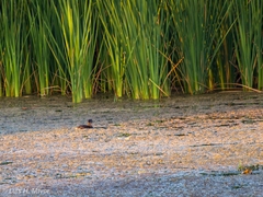 Podilymbus podiceps podiceps