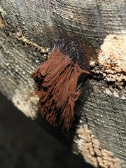 Stemonitis axifera