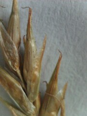 Carex bromoides bromoides