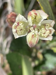 Xanthosia rotundifolia