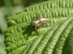 Oxyopes gracilipes