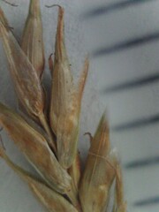 Carex bromoides bromoides