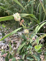 Xanthosia rotundifolia