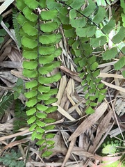 Adiantum philippense
