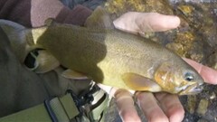 Oncorhynchus gilae