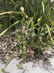 Xanthosia rotundifolia