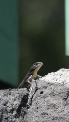 Sceloporus grammicus