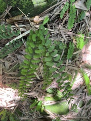 Adiantum philippense