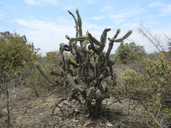 Armatocereus cartwrightianus