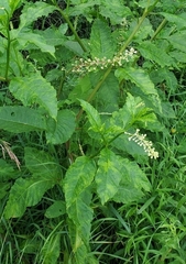 Pokeweed mosaic virus