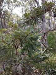 Banksia grandis