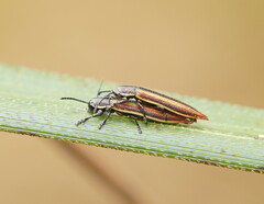 Eurispa vittata
