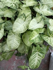 Syngonium podophyllum