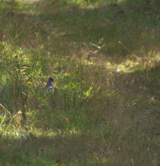 Cyanocitta cristata image