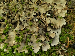 Peltigera praetextata