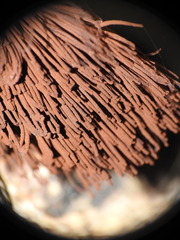 Stemonitis axifera